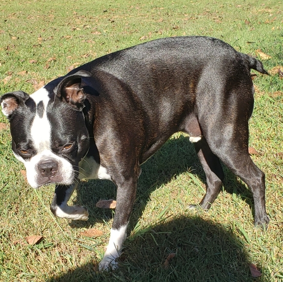 Meet your Posher, Lisa and Buddy - Picture 6 of 13